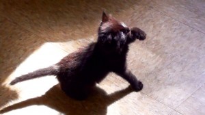 Cute Black Kitten Shadow Boxing!