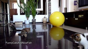 Cute Kittens are confused by soap bubbles
