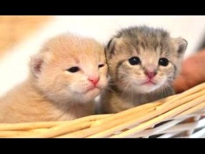 Cute Kittens Compilation