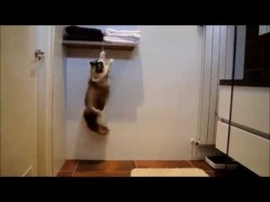 Determined Cat Gets What He Wants
