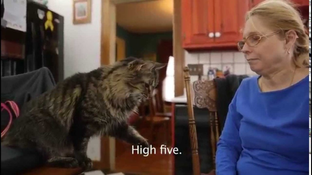 Hearing impaired woman teaches her cats sign language