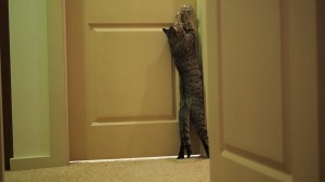 Oskar the Blind Cat – No obstacle stands in his way!