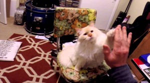 Richard the Ragdoll Cat gives owner a high five