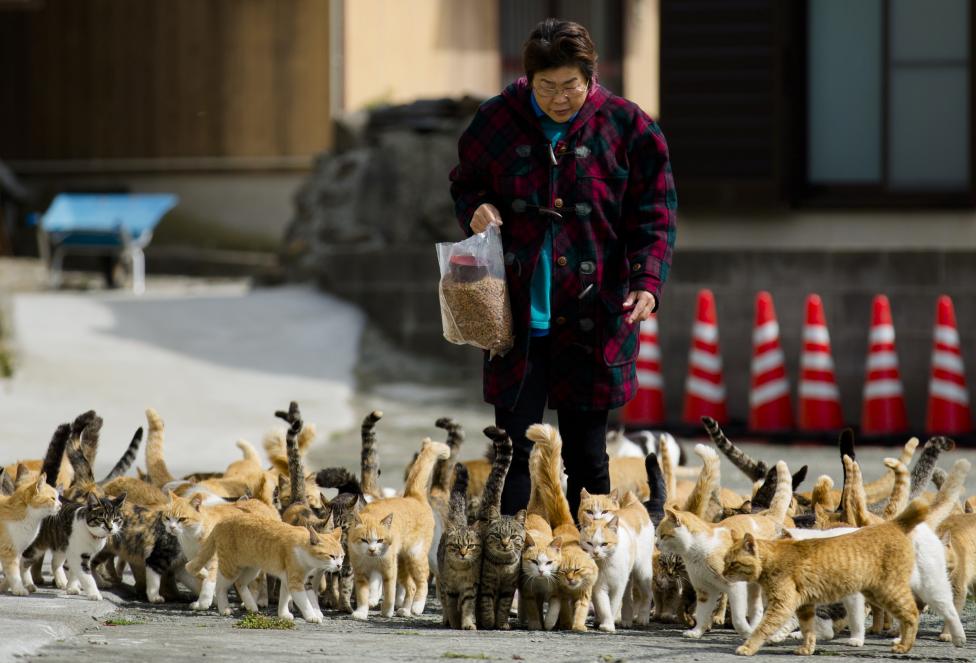 Cats crowd around village nurse and Ozu city official Atsuko Ogata as she carries a bag of cat food to the designated feeding place on Aoshima Island. REUTERS/Thomas Peter