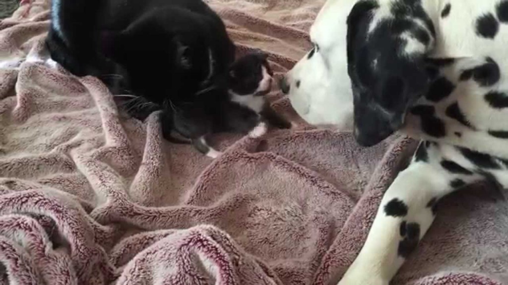 2 week old kitten plays with Dalmatian!