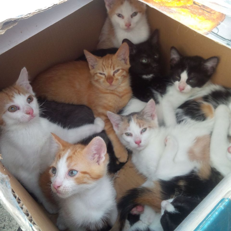 13 abandoned  kittens  found in in Staten Island are doing 