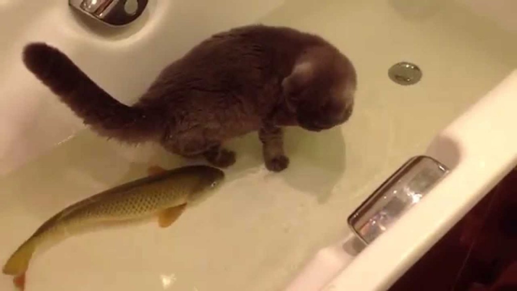 Cat and Fish in the Bathtub