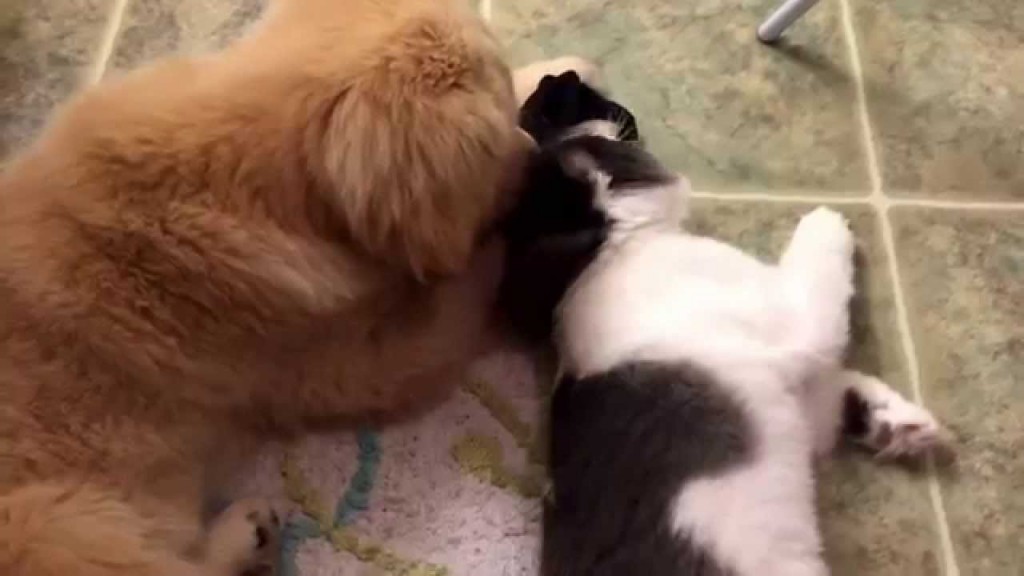 Cat and Puppy Love
