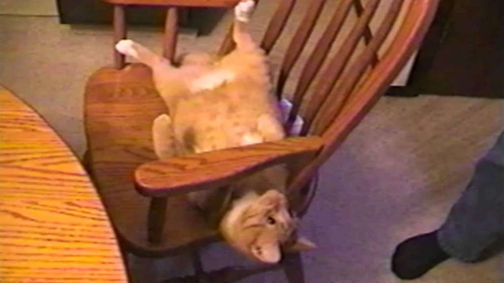 Cat Does Amazing Chair Flip