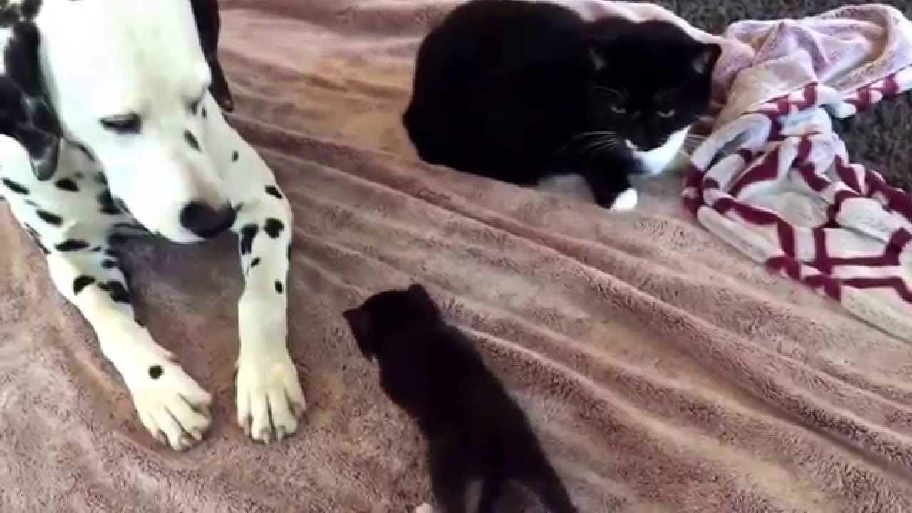 Cute 3 week old kitty chooses Dalmatian over Mom