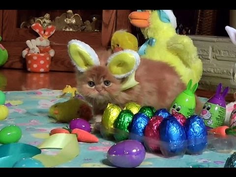 Happy Easter Kitten Bunny Style