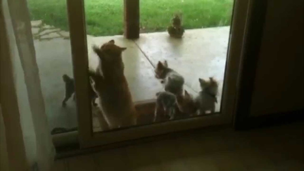 Helpful Cat Opens Door for Pups