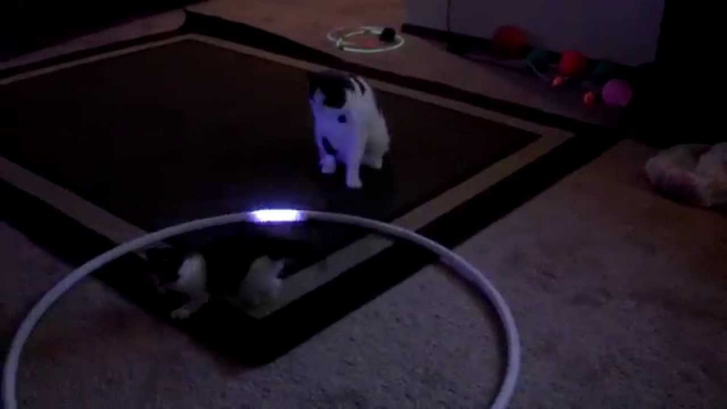 Kittens mesmerised by light-up hula hoop