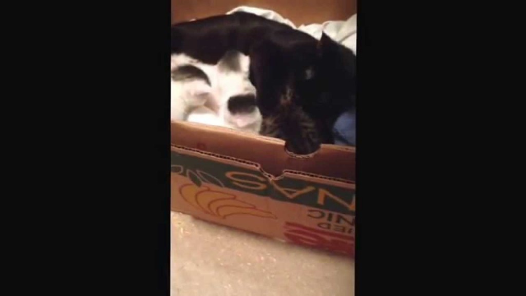 Rescue mama cat and kittens are reunited with lost babies and siblings