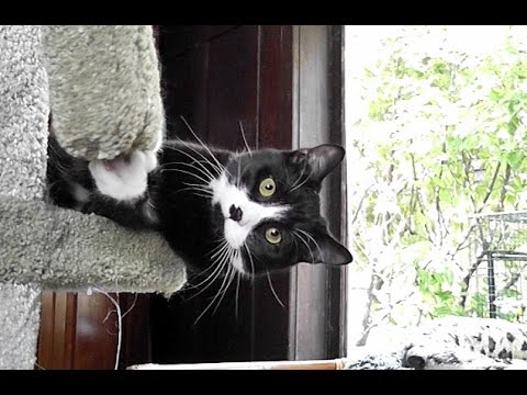 Roodi The Crazy Lovin’ Kitten