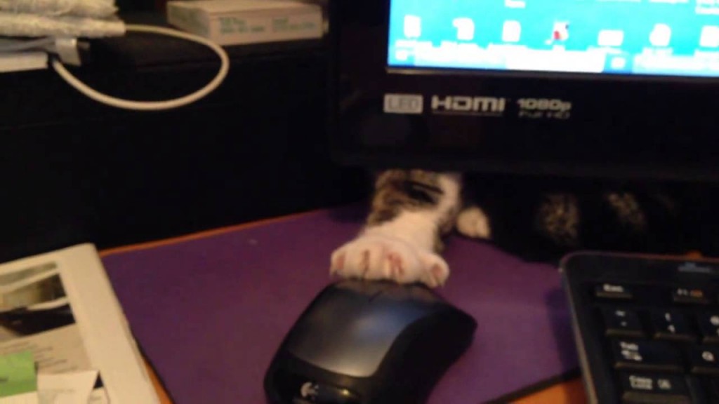 Stealth cat battles computer mouse