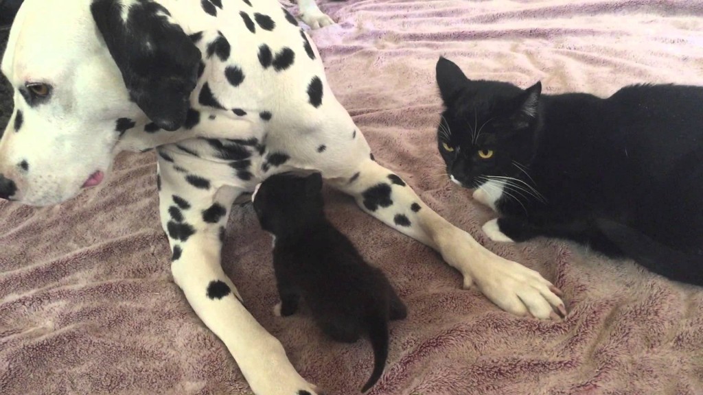 Sweet Dalmatian Louie gives baby kitten Uno kisses!