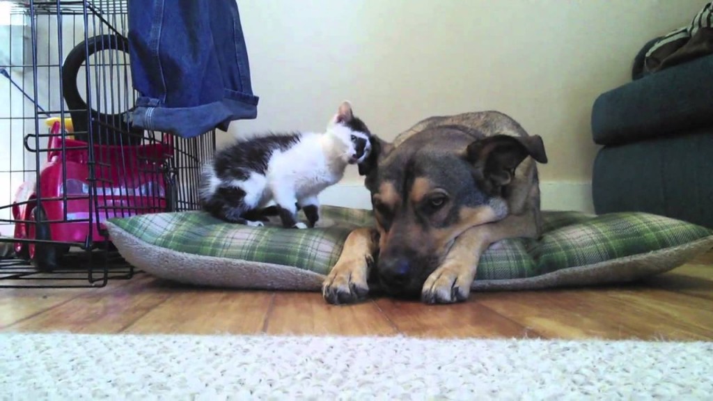 Tiny kitten meets big dog