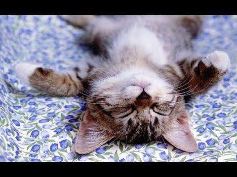 Ultimate Cute Kittens Compilation