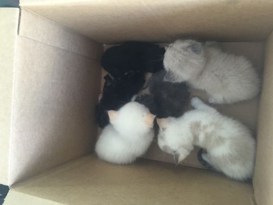 635663574381165005-derby-kittens-cover
