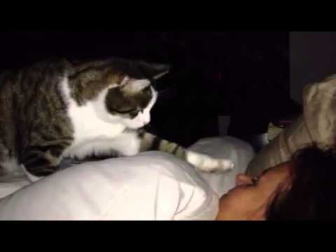 Cat alarm clock