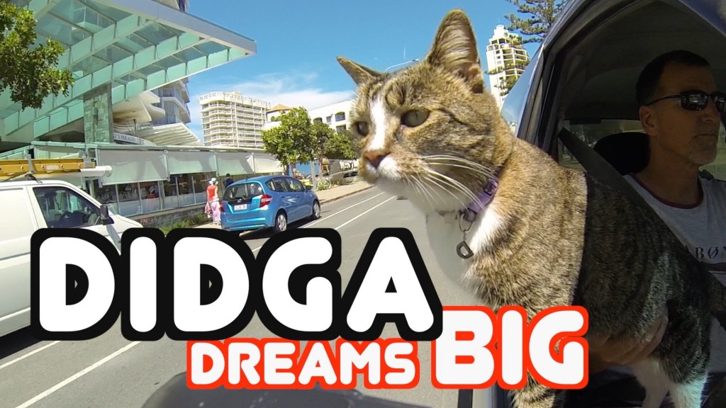 Cat Does Unbelievable Stunt & Trick Compilation – Go Didga!
