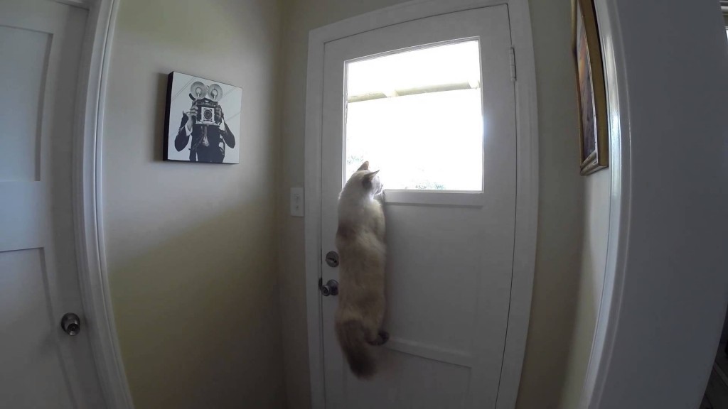 Cat figures out clever way to look outside
