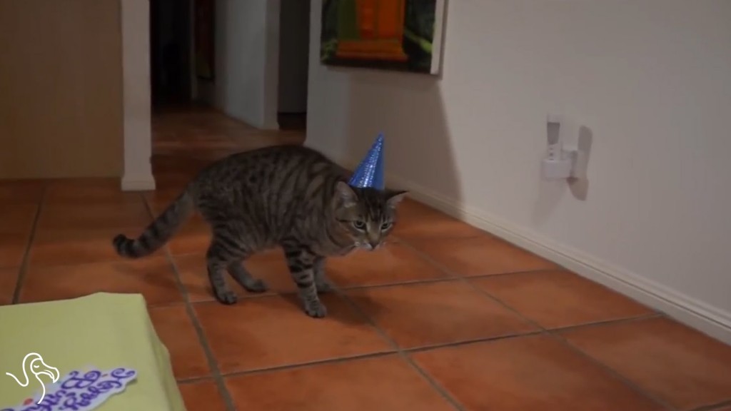 Cats Who Hate Birthdays