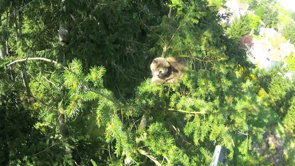 Coya’s treetop rescue ends at a new place called home