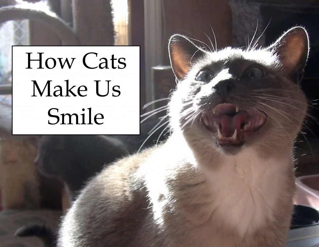 How Cats Make Us Smile