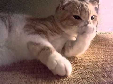 Kitty loudly sucks his paw