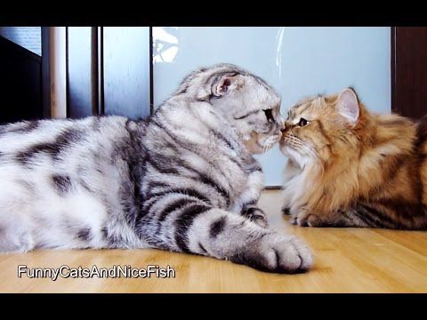 Loving sister kitties share an endless friendship