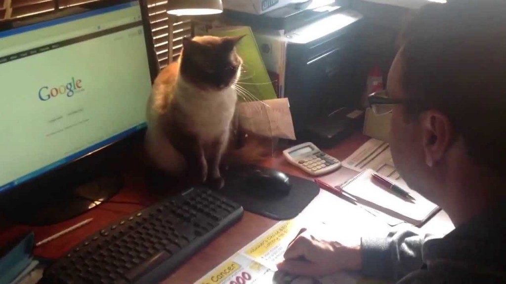 Siamese cat defends computer mouse