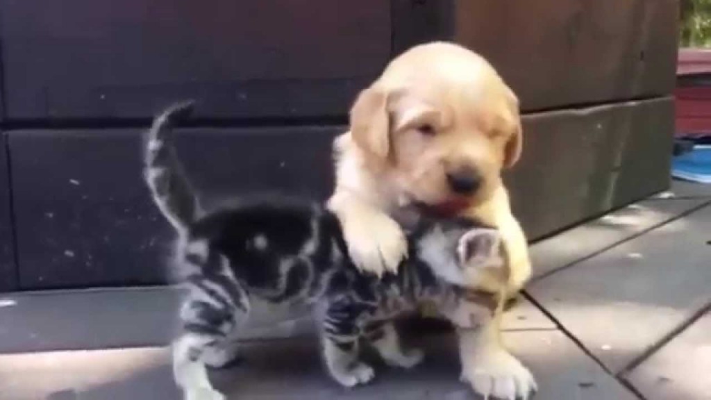 This Kitten Loves His New Friend, The Golden Retriever Puppy