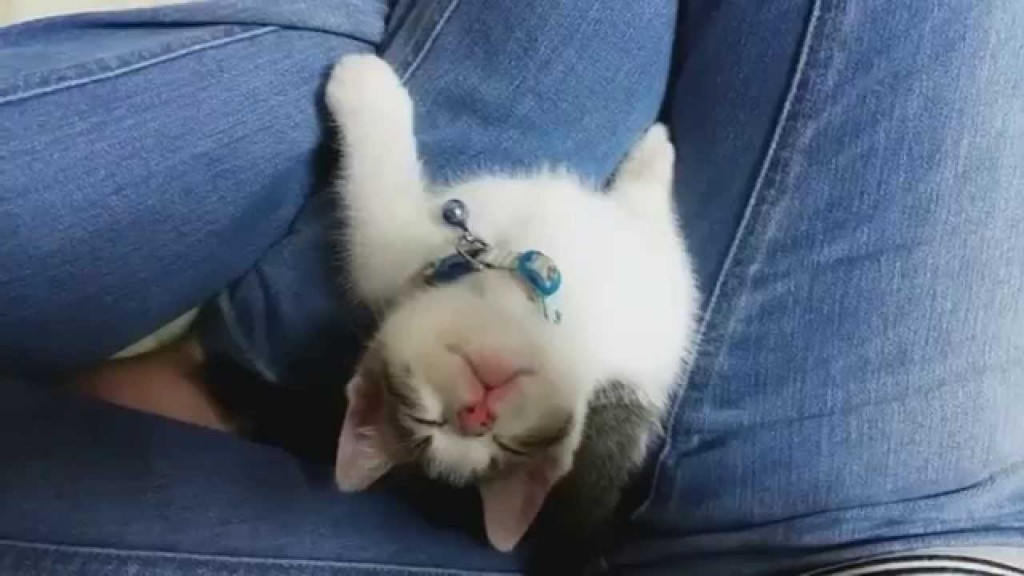 Tiny Adorable Kitten Falls Asleep Looking Up At Owner