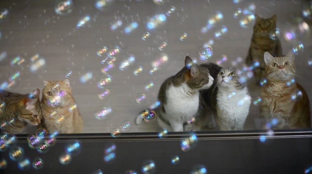 10 cats and Soap bubbles