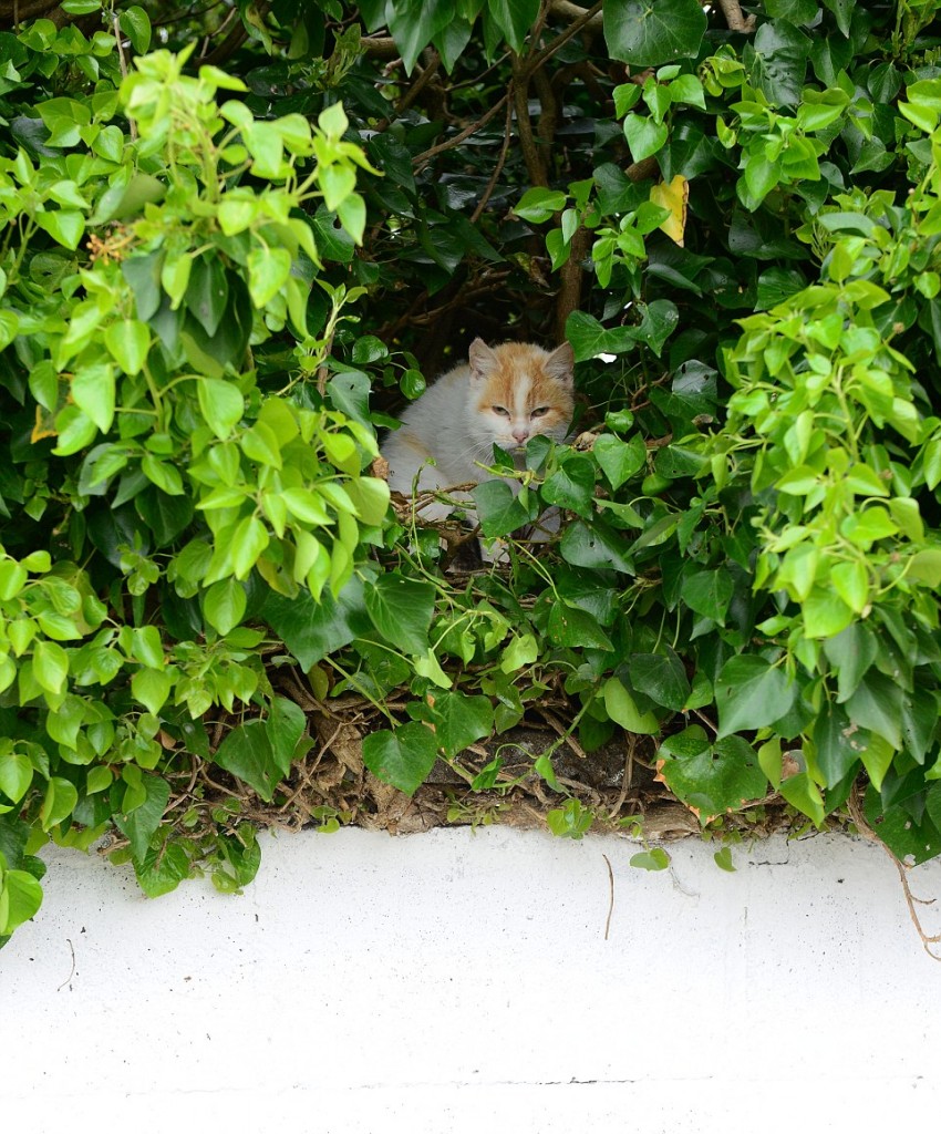 27.5.2015. Pictured in Fiona McGauley's back garden in Ardee is the cat who had its kittens in an empty birds nest 8 feet off the ground.  The stray cat had her 4 kittens in amongst ivy branches and leaves. Picture Ciara Wilkinson