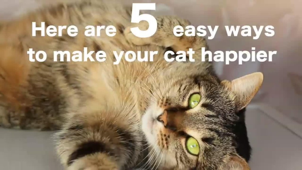 5 Easy Ways to Make Your Cat Happier