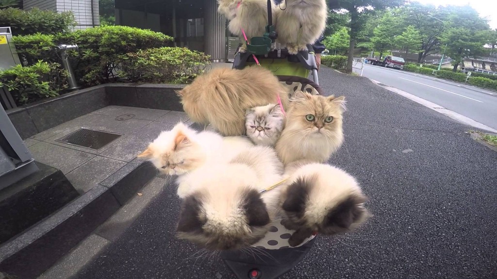 A chance encounter with the Cat Man and his cats on the street in Tokyo