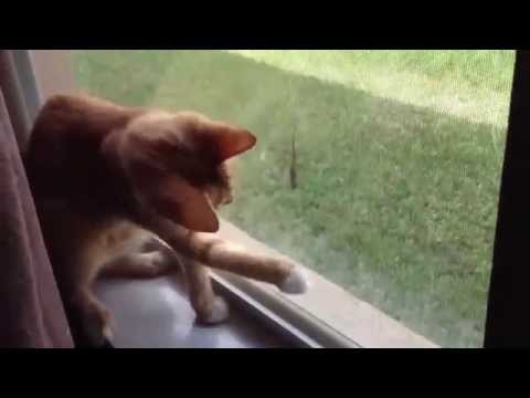 Cat attempts to reach lizard friend