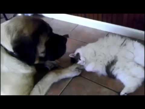 Cat snuggles with giant English Mastiff dog friend