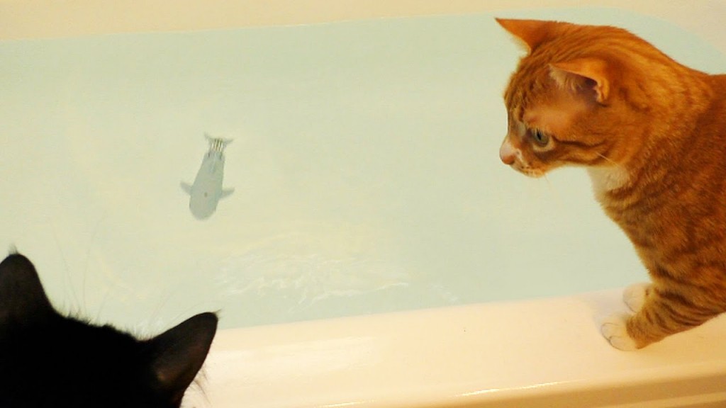 Cats vs Rare Bathtub SHARK!