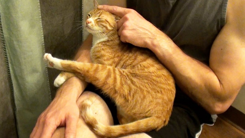 Does YOUR Cat Like Hugs?