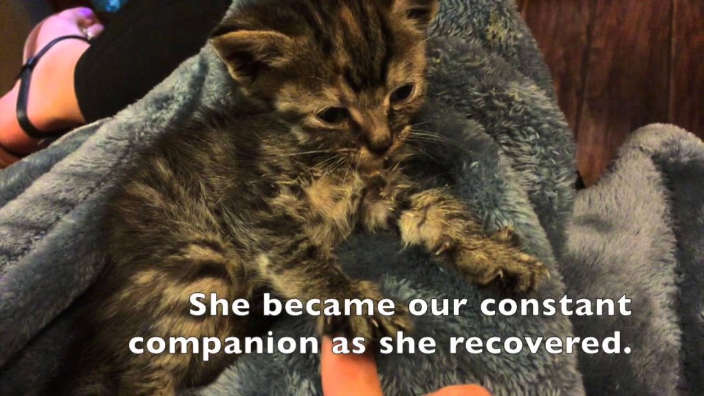 Enya the miracle kitten