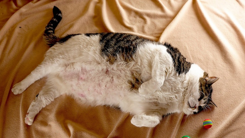 Massively obese cat Elvis gets help