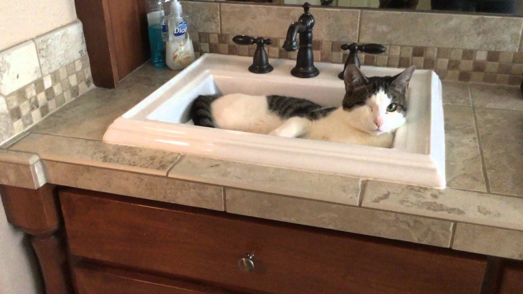 Mick the one-eyed cat no longer needs his humans to get a drink of water