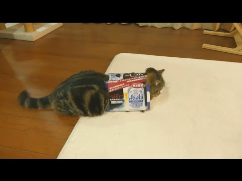 Of course, Maru gets into the box