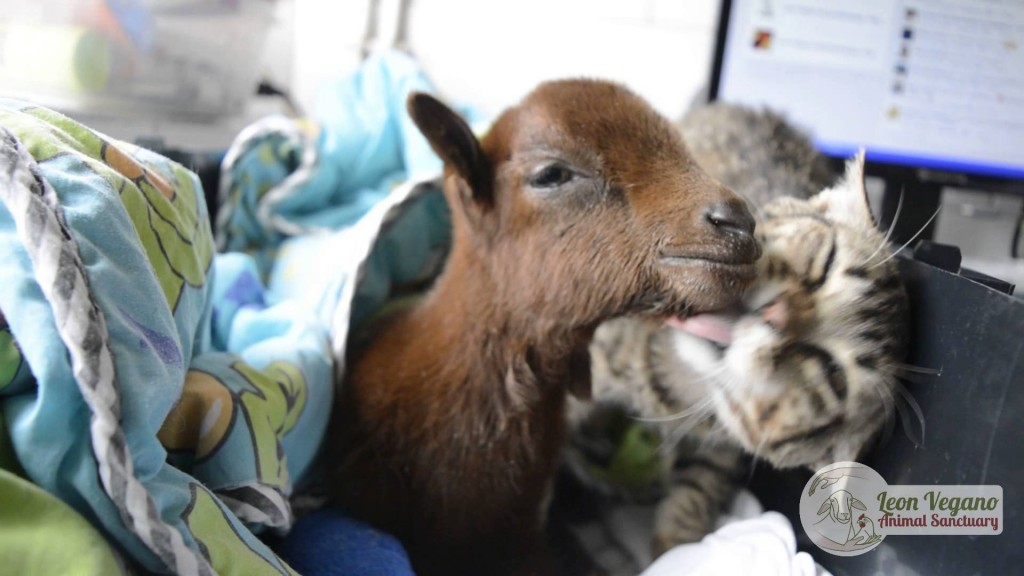 Rescued Cat Helps Nurse Little Goat Back To Health