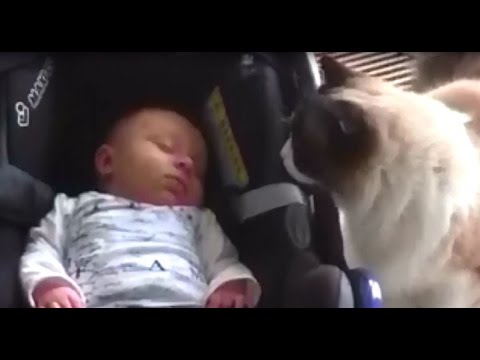 Timo the Cat Meets a Baby (for the first time)