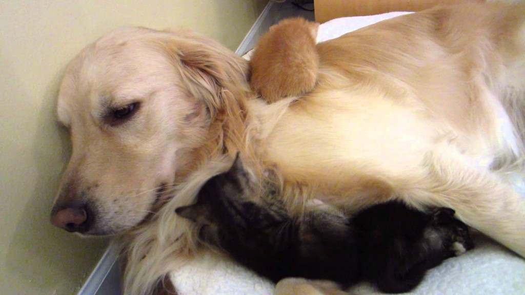 Tiny foster kittens cuddle with their big dog friend